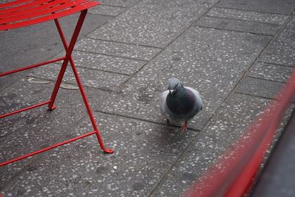 One Legged Pidgeon