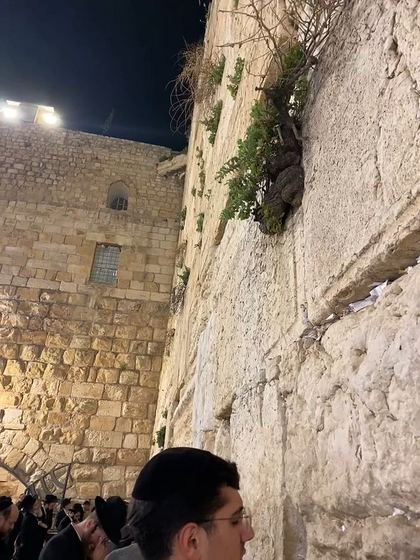 wall or castle?